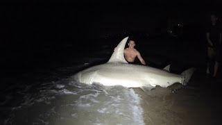 Giant 14ft Hammerhead Caught off the Beach [upl. by Lona847]