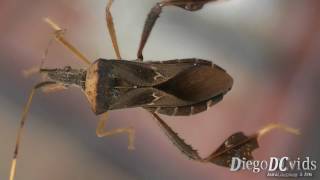 Leptoglossus sp  Percevejo Coreidae [upl. by Nagem816]