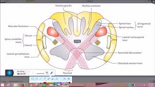 anatomy of medulla [upl. by Wack170]