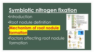 Mechanism of Root nodule formation  Symbiotic nitrogen fixation  AZ concepts guide [upl. by Stacia]