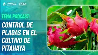 Control de plagas en el Cultivo de Pitahaya Podcast INTA [upl. by Hofstetter]