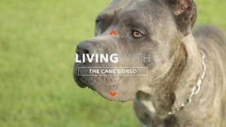 ALL ABOUT LIVING WITH CANE CORSO [upl. by Rama]