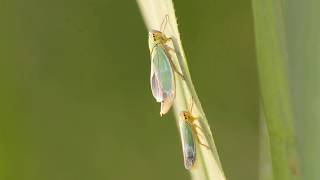 Green Leafhoppers  Cicadella viridis [upl. by Eirotal]