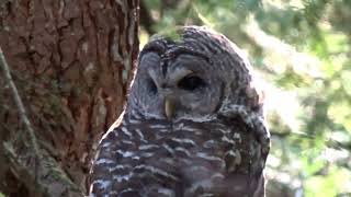 Spotted Owl very rare amp endangered in BC observed in Pinecone Burke Provincial Park  ihikebccom [upl. by Aisayt590]