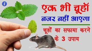 Home Remedies to Get Rid of Rats in Hindi  By Ishan [upl. by Hairem254]