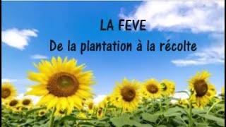 LA FEVE  de la plantation à la récolte [upl. by Bancroft]