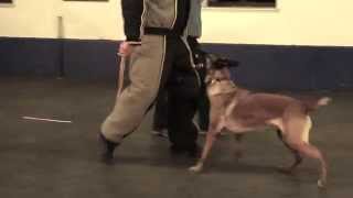 Tom Rose School for Professional Dog Trainers [upl. by Oetsira]