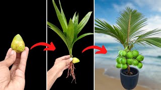 Unique Skil How to grow coconut tree with mini coconut fruits  growing coconut  propagate coconut [upl. by Pish]