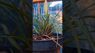 Tanaman kaktus bloomhaven succulent nature plants kaktus shorts short greenhouse [upl. by Nesta780]