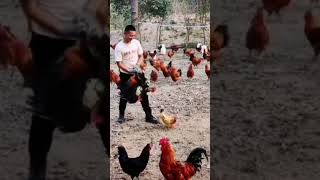 How to start a poultry farm business youtubeshorts chicken poultry farm shorts youtubestudio [upl. by Karna129]