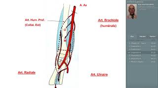 6 vascularisation du membre supérieur [upl. by Bergh]