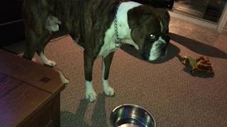 Boxer Dog takes tantrum when water dish empty [upl. by Uird]