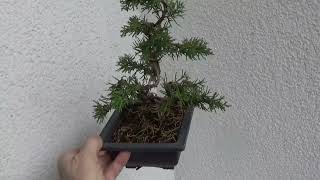 Bonsai Wacholder [upl. by Acimad]