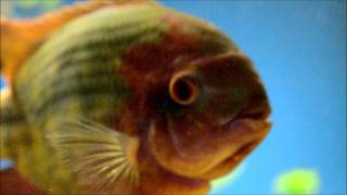 My chocolate cichlid 1080p [upl. by Yunfei]