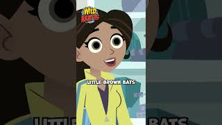 Activate Bat Powers  Wild Kratts [upl. by Eirb]