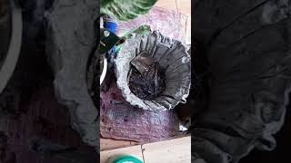 Beckinsale philodenron Philodendron shortvideo CristyslifeOfW [upl. by Sacksen]