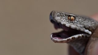 La Víbora de Seoane Vipera seoanei  Seoanes viper [upl. by Bois]