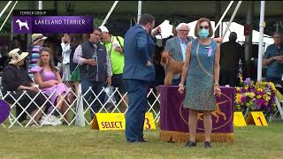 Lakeland Terriers  Breed Judging 2022 [upl. by Eelasor]