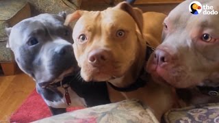 Aggressive Pit Bulls Are Gentle With Everyone They Meet  The Dodo [upl. by Nel]