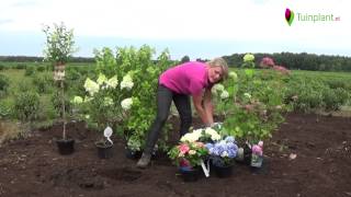 Handige tips en info voor het planten van een hortensia [upl. by Enrique]