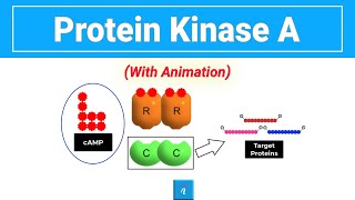 Protein Kinase A with animation [upl. by Ujawernalo]