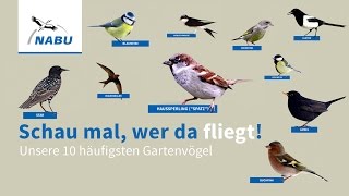 Zugvögel für Kinder erklärt  Erklärvideos für Kinder  SRF Kids – Kindervideos [upl. by Juieta]