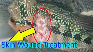 Fish wound treatment method [upl. by Mindi]