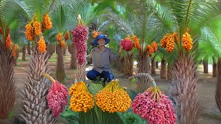 Amazing Dates Fruit Farming  Planted and Harvested Manually  Harvesting millions of tons annually [upl. by Hadwin]