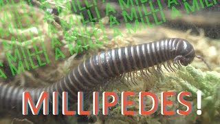 MILLIPEDES  10 Exciting Facts about Millipedes [upl. by O'Grady567]