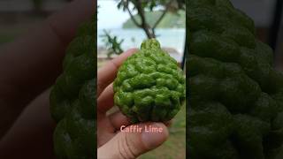 Плод Каффирлайма Kaffir lime fruit фрукт цитрус lime [upl. by Baillie]