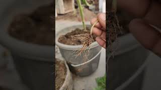 Removing phyllanthas niruri from My GardenA StepbyStep Guide short ytshorts viral shorts [upl. by Bernie]