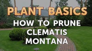 How to Prune Clematis Montana [upl. by Ellekim]