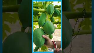 papaya recipesfruit michitureshortsvideo [upl. by Ssitnerp]