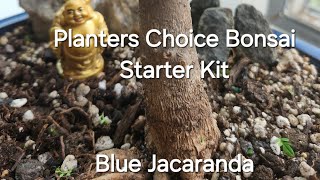 Planters Choice Bonsai Starter Kit  Blue Jacaranda  Bonsai Wiring [upl. by Sinnard]