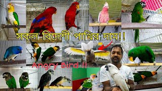 Cockatoo Macaw price in Bangladesh  Angry Bird pet shop  Exotic Birds price in Bangladesh [upl. by Zusman]