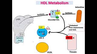 HDL metabolism II Good Cholesterol [upl. by Eneli]