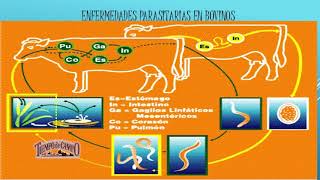 Parásitos en el Ganado Bovino [upl. by Nnaeed]