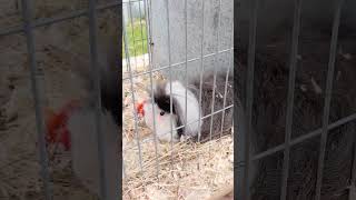 VARIOUS GUINEA PIGS BREEDS ROYAL NORFOLK SHOW 2024 PART TWO theroyalnorfolkshow guineapigs SHORTS [upl. by Edelstein833]