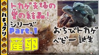 トカゲのちっちゃな赤ちゃん誕生★ゼノガマの繁殖 1 産卵からベビー誕生まで Xenagama taylori Hacching Baby 1【爬虫類ペット】 [upl. by Biagi]