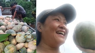 Arunachal pradesh farmingbumper pumkin harvestingGoes to the market to sell [upl. by Ecniuq305]