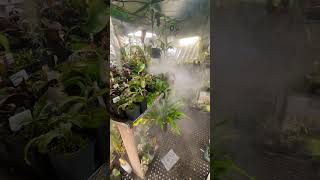 Nepenthes grow tent humidifier nepenthes plants hemichordata heliamphora terrarium [upl. by Myrta]