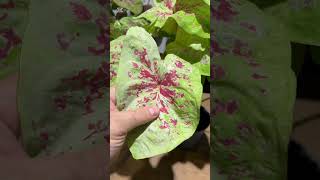 caladium plant [upl. by Grishilde]