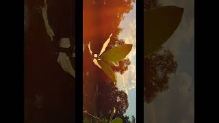 Old is gold 😌❤️‍🩹 shorts cinematography cinematic edittutorial nature shortvideo subscribe [upl. by Noonberg962]