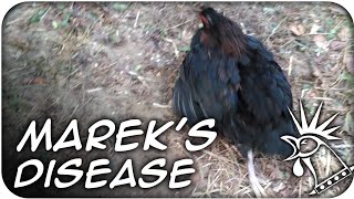 MAREKS DISEASE in chickens  Does my chicken have Mareks Disease 58 [upl. by Nerraf680]