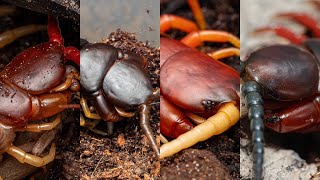 Myriapoda Monday Feeding my centipedes Please see pinned comment for details [upl. by Shandy]