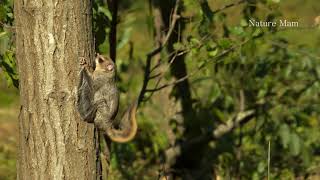 a flying squirrel in the sky [upl. by Barr]