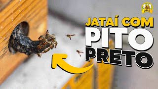 JATAÍ com o PITO PRETO será que está morrendo😱 [upl. by Noiraa879]