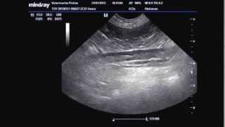 TROMBOSIS AORTA ABDOMINAL POR HIPER ADRENOCORTICISMO TAF [upl. by Diena]