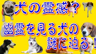 ポメラニアンきらチャンネル171 犬の霊感？幽霊を見る犬の謎に迫る！ [upl. by Hcurob]