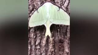 Luna Moth in Florida [upl. by Amatruda]